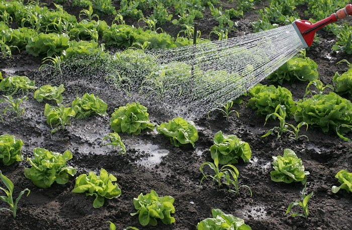 Nem állt meg az élet a mezőgazdaságban, egyre több munkás kell a kertészetekbe