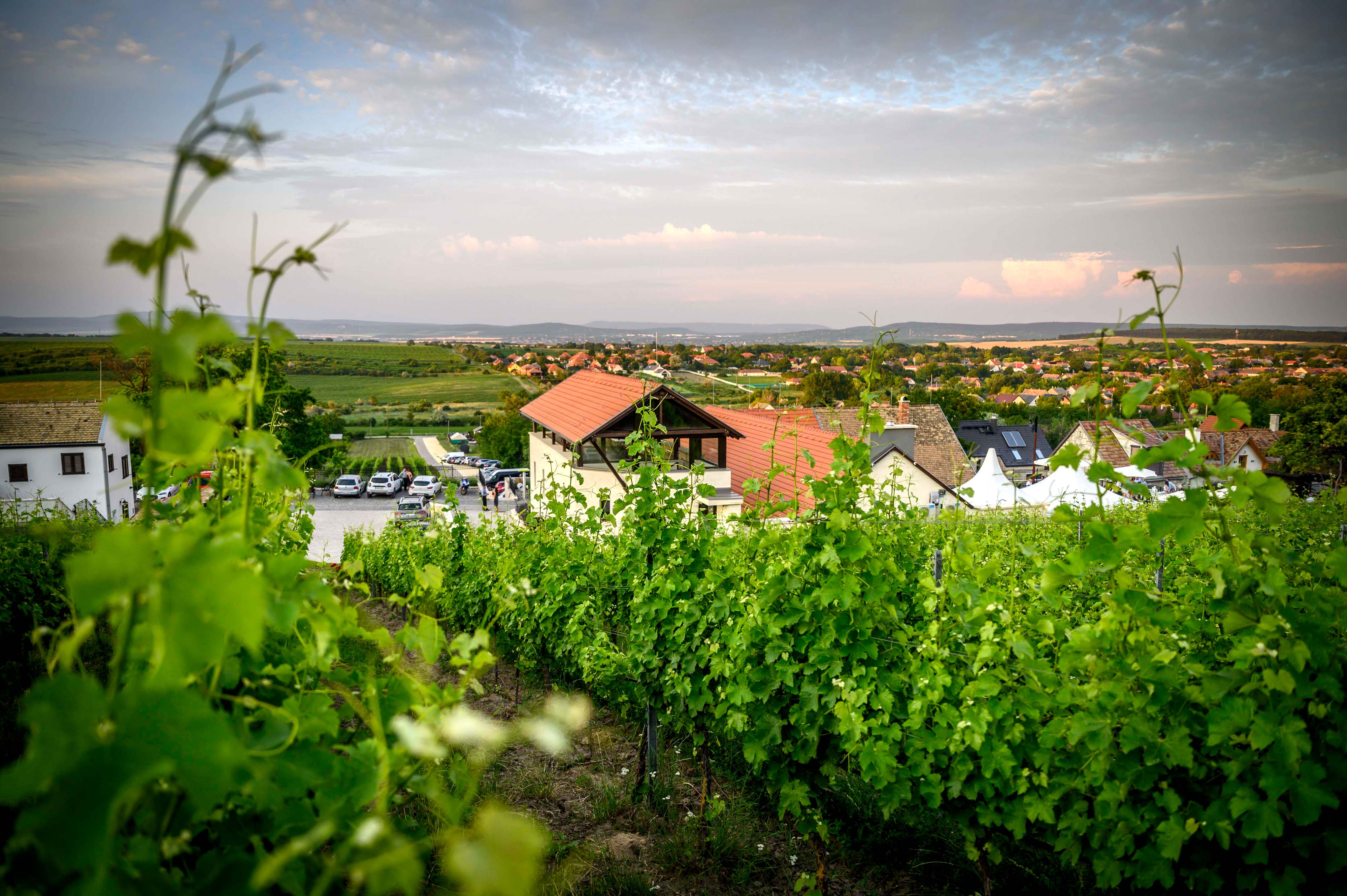 Több mint 9 milliárd forinttal támogatja az agrártárca a szőlőtermesztőket és bortermelőket