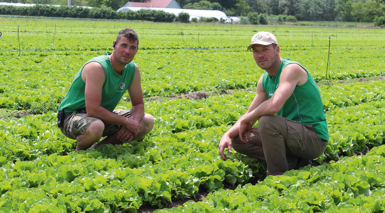 A Hegedűs fivérek termesztik hazánkban a legtöbb frisspiaci fejes salátát