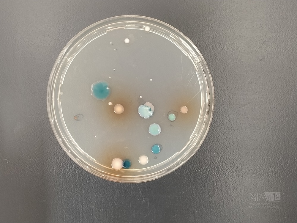 Antibiotikum-rezisztens baktériumok környezeti előfordulását vizsgálják a MATE kutatói
