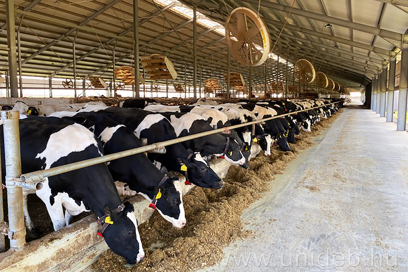 Új eljárást dolgoznak ki a debreceni agrárkaron a szarvasmarhák egészségének megőrzésére